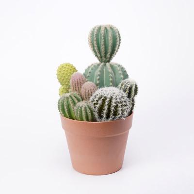 China Natural Looking Fake Rustic Artificial Cactus Plant Bonsai 21*20.5*34cm Plastic Cactus In PP Pot for sale