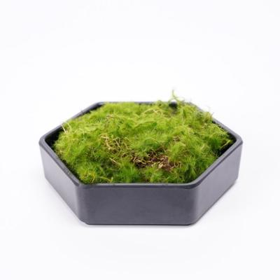 China Contemporary Artificial Fake Moss For Wall Decoration 12*10.5*3CM In Hexagonal Dish for sale