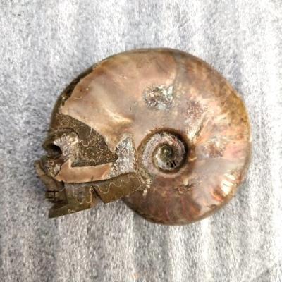 China High Quality Natural Europe Rainbow Shiny Ammonite Carving Face Small Snail Conch Fossil Face For Decoration for sale