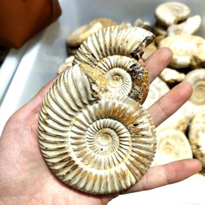 China Wholesale Natural Conch Crystal Stone Ammonite Snail Fossils From China Vanikoro Ligata for sale