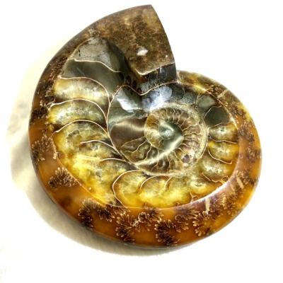 China Wholesale natural mineral chrysanthemum ashtry Europe sea fossil spiral on sale for sale