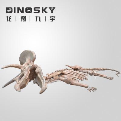 China Amusement park high simulation Triceratops theme/fossil and dinosaur skeleton model for museum display for sale