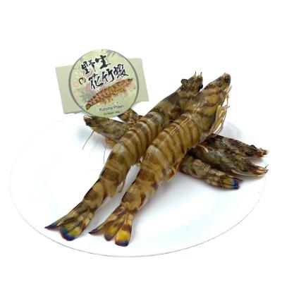 China Kuruma FROZEN Hot Clean Prawn Prawns Sale Delicious Seafood at Favorable Price for sale