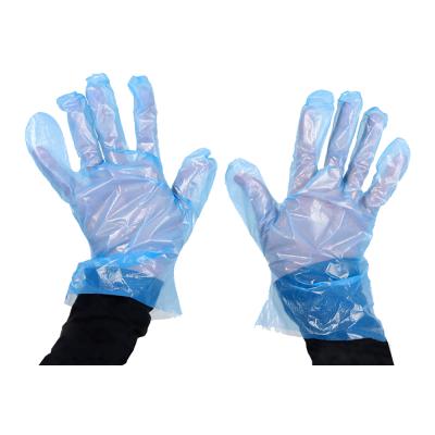 China Food contact CE, ISO, food contact, clear PE glove, HDPE, LDPE glove for sale