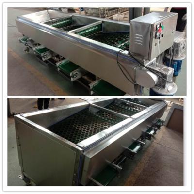 China Mushroom grading machine, mushroom sorting machine, mushroom grader sorter for sale