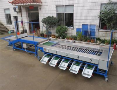 China cherry tomato sorting machine, cherry tomato grading machine, tomato grader for sale