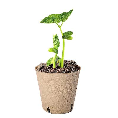 China Gardening & Planting Horticultural Seedling 6cm Round Degradable Pulp Cup Grow Nursery Flower Pot Garden Pot for sale