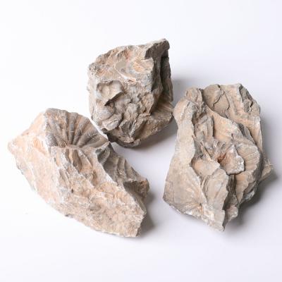 China Europe Jiejing Shell Fossil Rough Crystal Set High Quality For Gift for sale