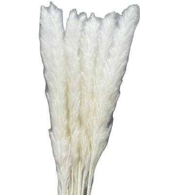 China 2020 durable popular dry flower small pampas grass small reeds for decoration for sale