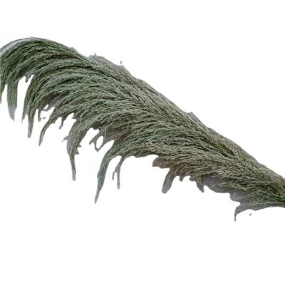 China Natural pampas grass green dry pampas grass flower with packaging box for sale