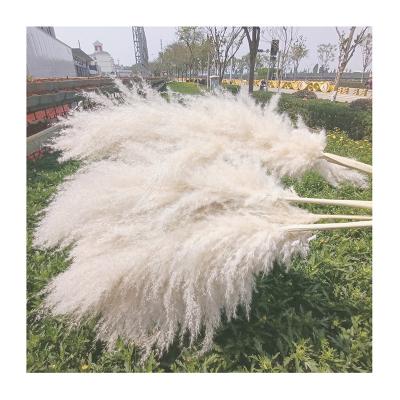 China 2021 Best popular wedding party dry flower dried fluffy pampas grass for wedding decoration for sale