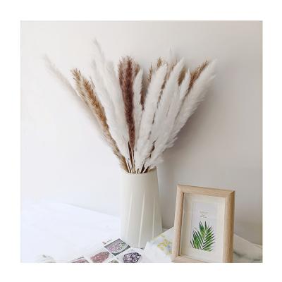 China Wedding Reed Customized Pampasgras Dried Pampas Premium Natural Grass New Design Phragmites Flower Arrangements Small for sale