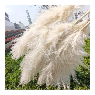 China Wholesale Cheap Dry Flower Outdoor Indoor Decoration Wedding Dried Best Real Natural Dry Fluffy Pampas Grass Decorative Flower for sale