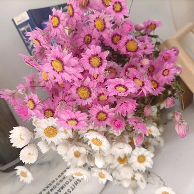 China Natural Touch Amazon Hot Sale Cheap Dried Flowers Ludanniao Dried Rhodanthe For Wedding Decoration for sale