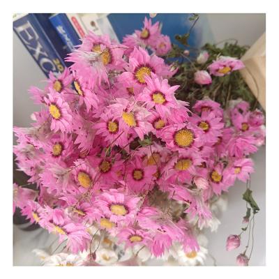 China Baiyue indoor direct supply decoration natural dry flowers real lace Daisy Dried Preserved White Everlasting Rhodanthe for sale