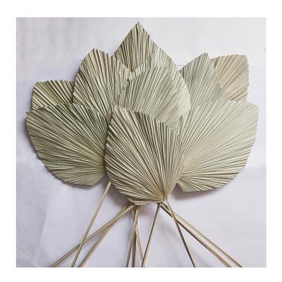 China Amazon Natural Touch Most Popular Dried Flower Bouquet Leaves Large Palm Leaves Dry Palms For Wedding Decoration for sale