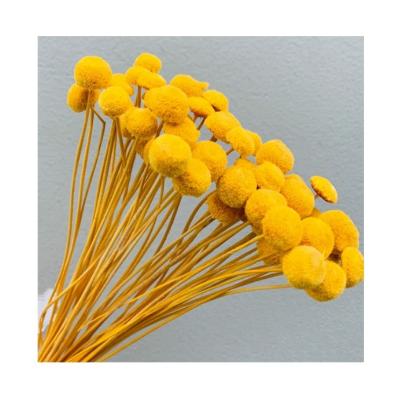 China 2021 Hot Selling Real Natural Dry Flowers Durable Preserved Mini Button Chrysanthemum For Room Decoration for sale