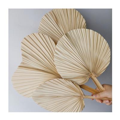 China Wholesale Outdoor Home Decor Eternal Lasting True Long Preserved Eternal Long Balance Flowers Foliage Long Lasting Dry Palm Leaves for sale