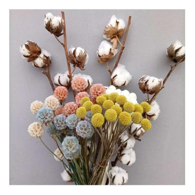 China 2021 Hot Selling Natural Touch Cotton Cotton Natural Single Loose Branch Stem Capsule Cotton Dry Flowers for sale