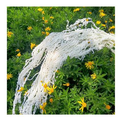 China Hot Selling Durable Amazon Amarantus Flower Preserved Hanging Amaranth For Wedding Decoration for sale