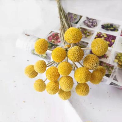 China Events Decoration Amazon Most Popular Dried Flowers Yellow Gold Ball Craspedia Globosa For Decoration for sale