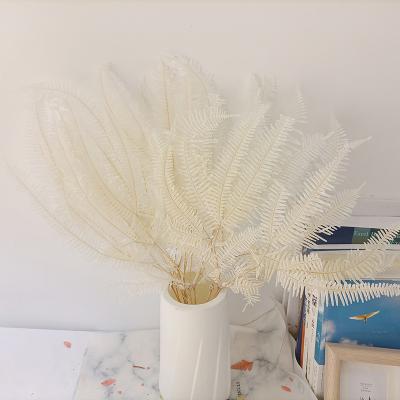 China Wholesale Valentine's Day Natural Preserved Fern The Real Ostrich Share Preserved Fern For Wedding Decoration for sale