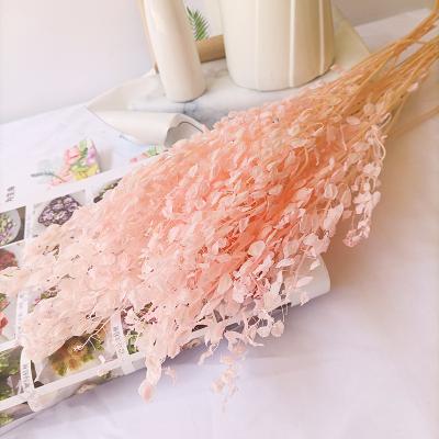 China 2021 Amazon Durable Hot Selling Dried Flower Preserved Arrangement Cui Fan For Decorate Flower for sale