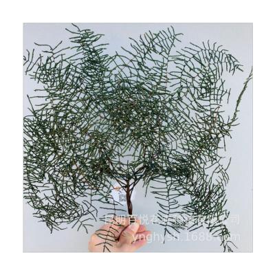 China Fern Leaf Pteridium Aquilinum Frond Long Lasting Decorative Flower Preserved Pearl for Indoor Flower Arrangement for sale