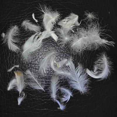 China Duck Feather washed nature pure white duck feather 4-6cm for feather pillow cushion for sale