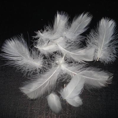 China Goose down 2-4CM odorless goose down and feather for sale