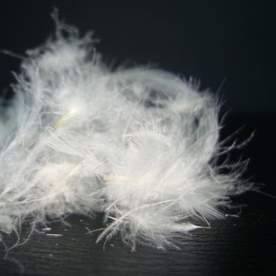 China Goose down high quality white goose feather and down 80% for sale