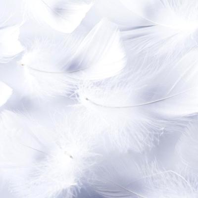 China Duck Feather White Duck Feather Sofa Cushion Filling Materials soft for sale