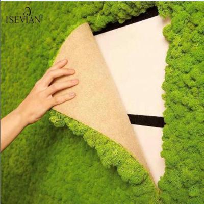 China Beautiful Life Moss Natural Moss Do from ISEVIAN Wedding Moss Wall Decor Use to Home Decoration for sale