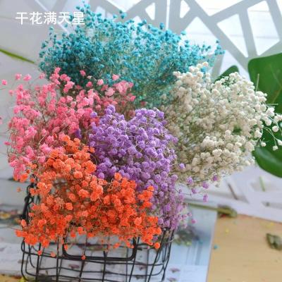 China Beautiful Colorful Factory Price Dried Preserved Dried Flowers In Glass Bottles Dried Flowers For Nails for sale