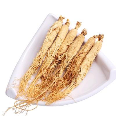 China Daily White Ginseng 768 Nature Dry 100% Base Product Ginseng for sale