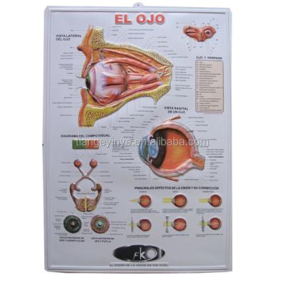 China Medical Flow PVC 3D Human Wall Chart Custom Printing Anatomical Poster for sale