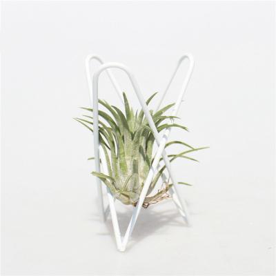 China Modern Multi-Function Spring Household Pineapple Air Plant Holder Shape Holder Light Metal for sale