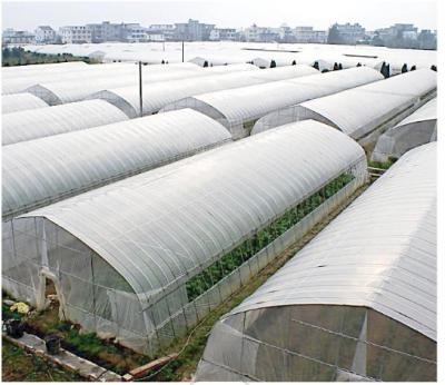 China Greenhouse Agricultural Polycarbonate Tunnel Plant Growrh Greenhouse Plastic Hydroponics Greenhouse For Vegetable/Fruits/Flowers for sale