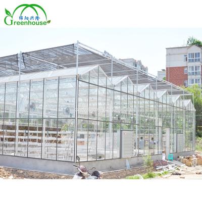 China Beautiful Venlo Commercial Dutch Type Multi Span Tempered Glass Greenhouse for sale