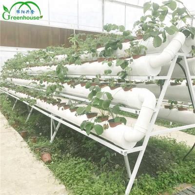 China Vegetable fruit flowers hydroponics in flower planters in garden greenhouses for sale