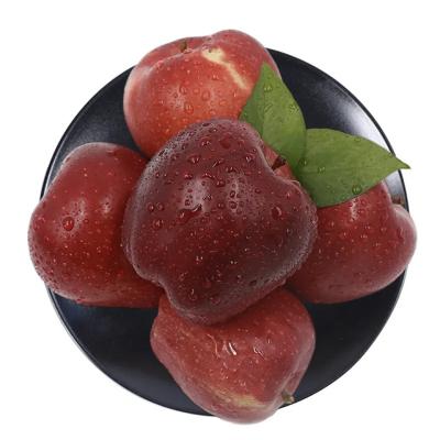 China Fresh fruit natural organic huaniu red apple for sale for sale