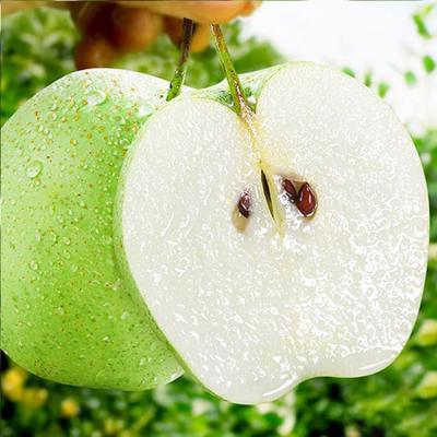 China Chinese fresh high quality candy and juicy new season fresh pear for sale