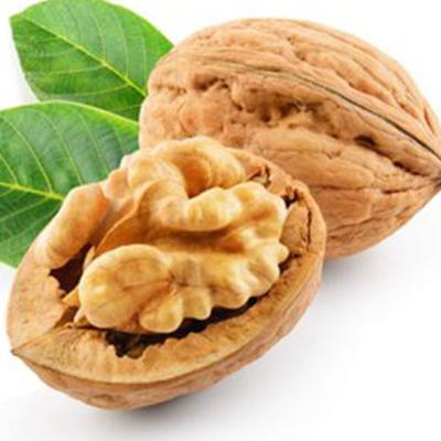 China Dry High Quality Walnut Halves Kernel Price Walnut for sale