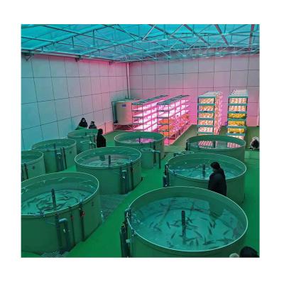 China Food Grade PP Fish and Shrimp and a Crab RAS Tilapia Farming Recirculating Aquaculture System for sale