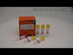 Foreasy M-MLV Reverse Transcriptase