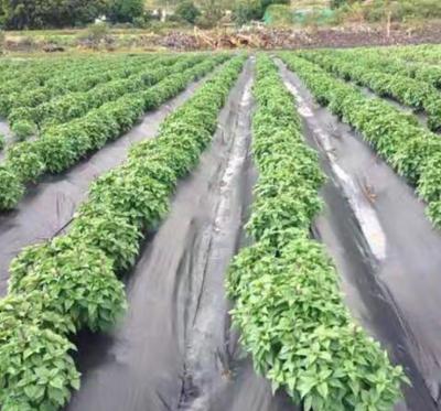 Κίνα Qingdao factory supplier 100% polypropylene pp weed control Mat Weed Fabric 6m weed mat προς πώληση