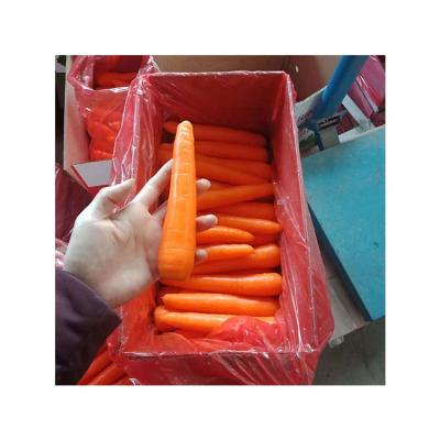 China Chinese fresh carrot 5kg carton packaging Sweet crispy Fresh Organic Carrots for sale