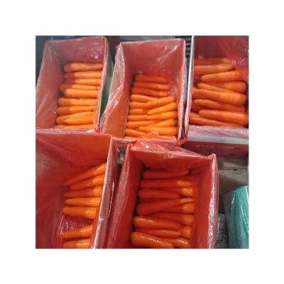 China Fresh wholesale Chinese spot carrots Seasoning 	Fresh Organic Carrots Sweet crispy for sale