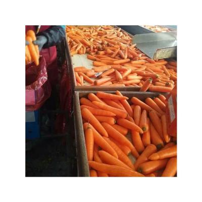 China 2021 new crop Hot sale new crop fresh bulk cheap carrots for sale