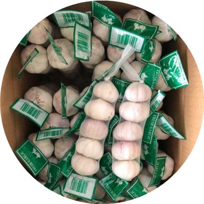 China small packed fresh chinese 3p 4p 5p pure white normal white garlic for garlic importers for sale